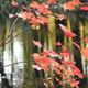 Illustration for article titled Shooting Challenge: Fall Leaves Gallery